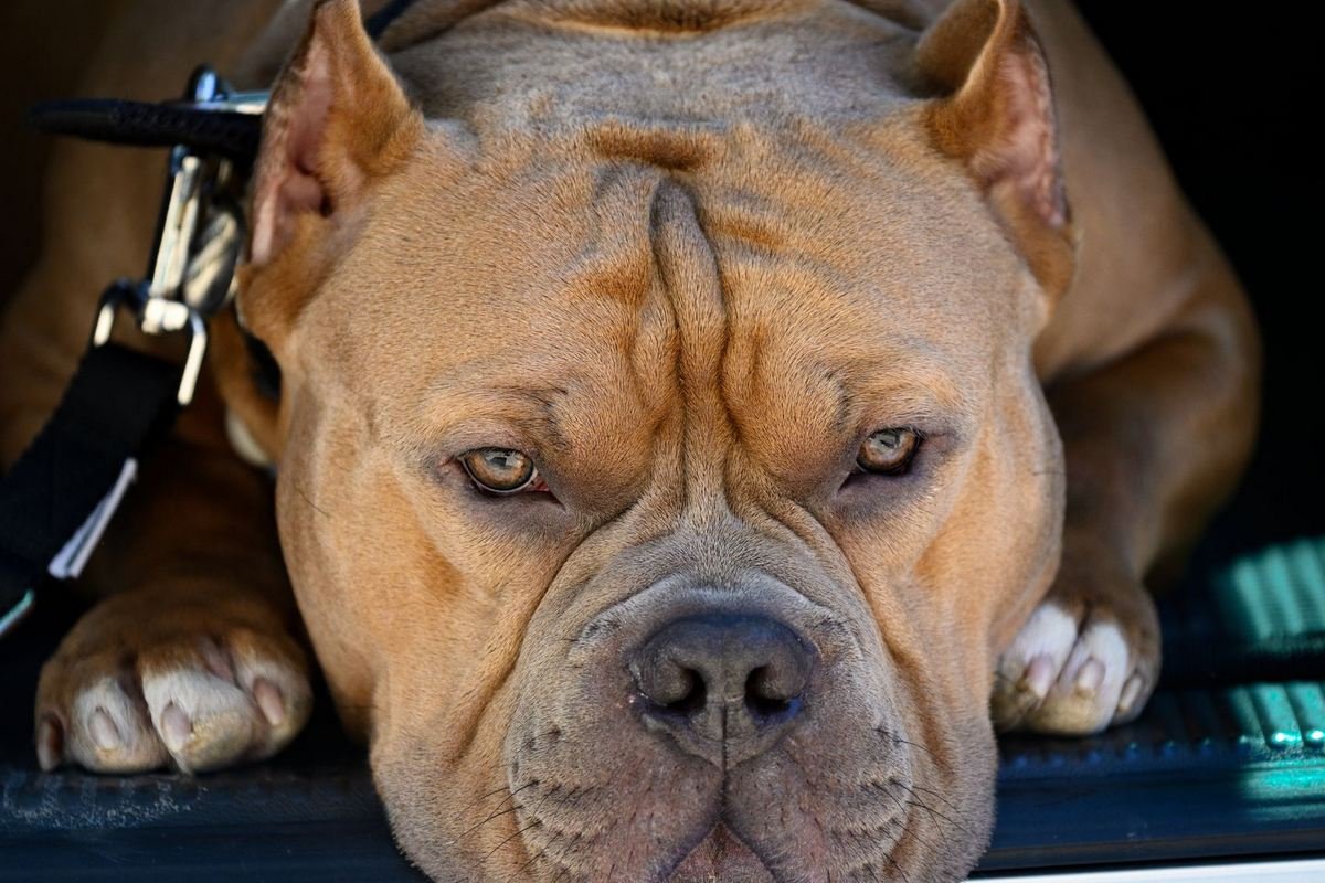 Onde comprar filhote de cão musculoso dócil com pedigree